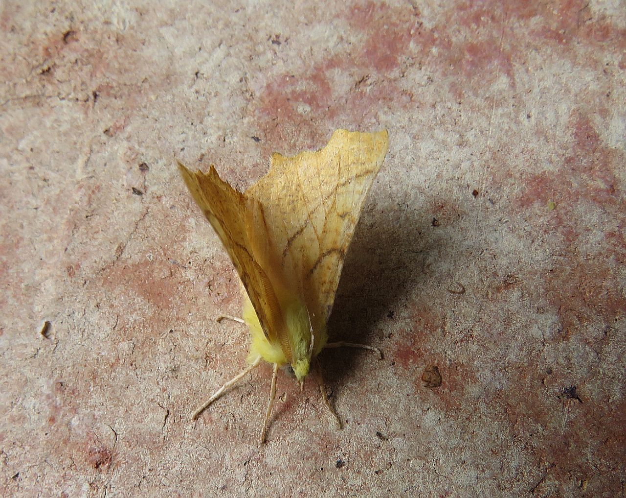 Canary-Shouldered Thorn 